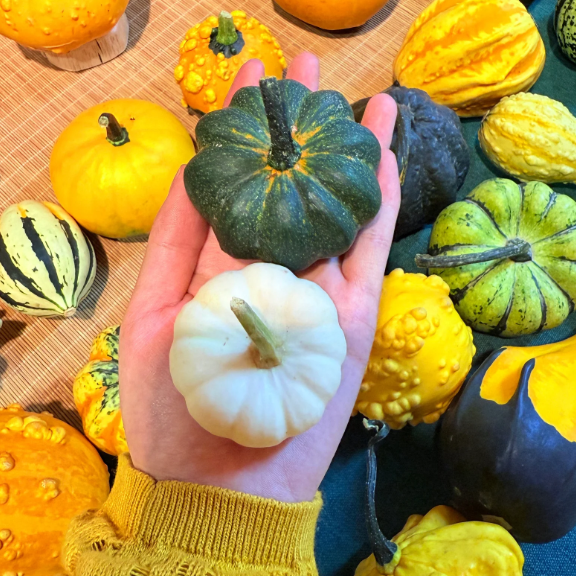 🎃 Mexican Gourd Pumpkin Seeds – Nature’s One-of-a-Kind Art!