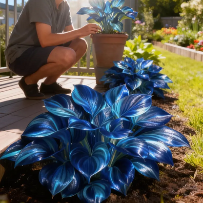 ⭐Sapphire Hosta Seeds – Rare Blue Foliage for Stunning Shade Gardens