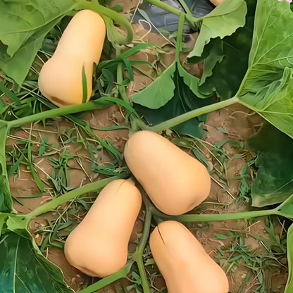 SWEET CREAM PUMPKIN SEEDS