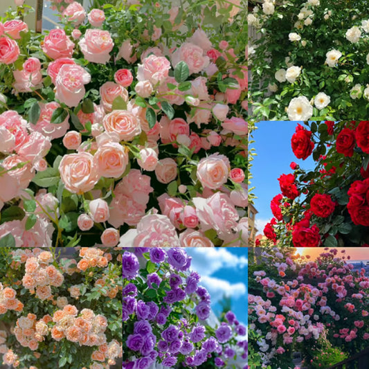 🌺Climbing Rose Seeds | Free Fertilizer--Supplement nitrogen, phosphorus and potassium🌺