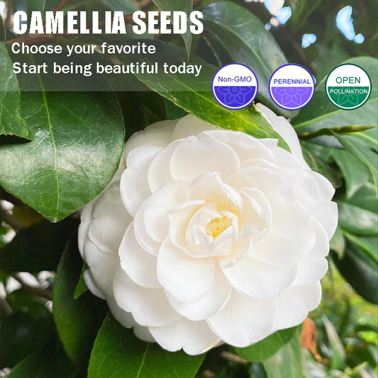 Camellia Flower Seeds – 8 Romantic Colors, Winter Blooming Beauty