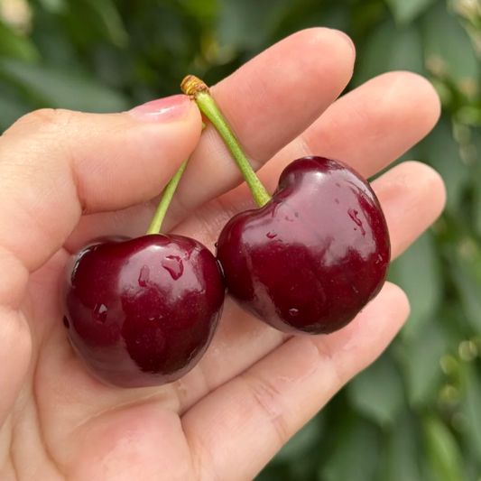 Sweet Cherry Fruit Seeds(Buy 4 Get 1 Free🌿Can be planted in winter)