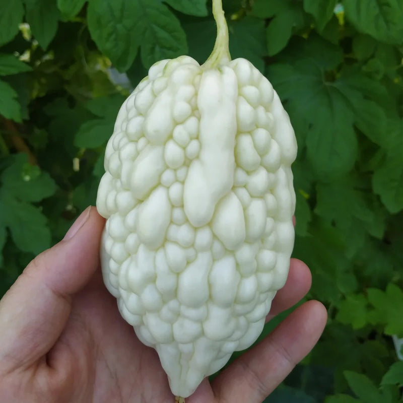 🌞The Latest Non-GMO Variety: Apple Bitter Melon — Nutrition and Flavor