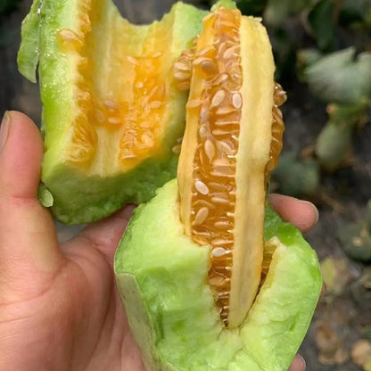 Yangjiaomi Sweet Melon Seeds