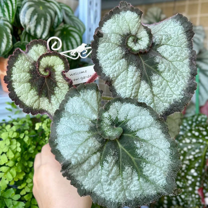 BEGONIA ESCARGOT SEEDS