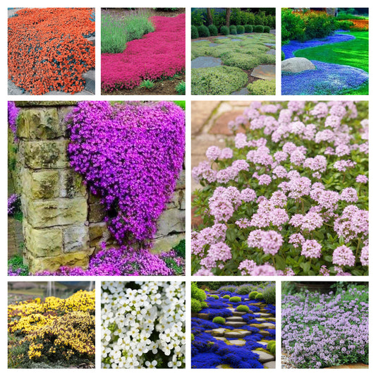 ✨🌸CREEPING THYME HOMEGROWN SEEDS EASY TO PLANT AND GROW NON-GMO PERENNIAL FLOWER PREMIUM SEEDS🍀