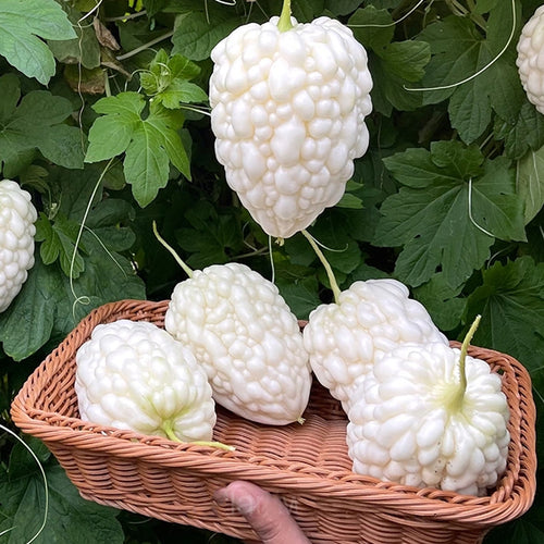 🌞The Latest Non-GMO Variety: Apple Bitter Melon — Nutrition and Flavor