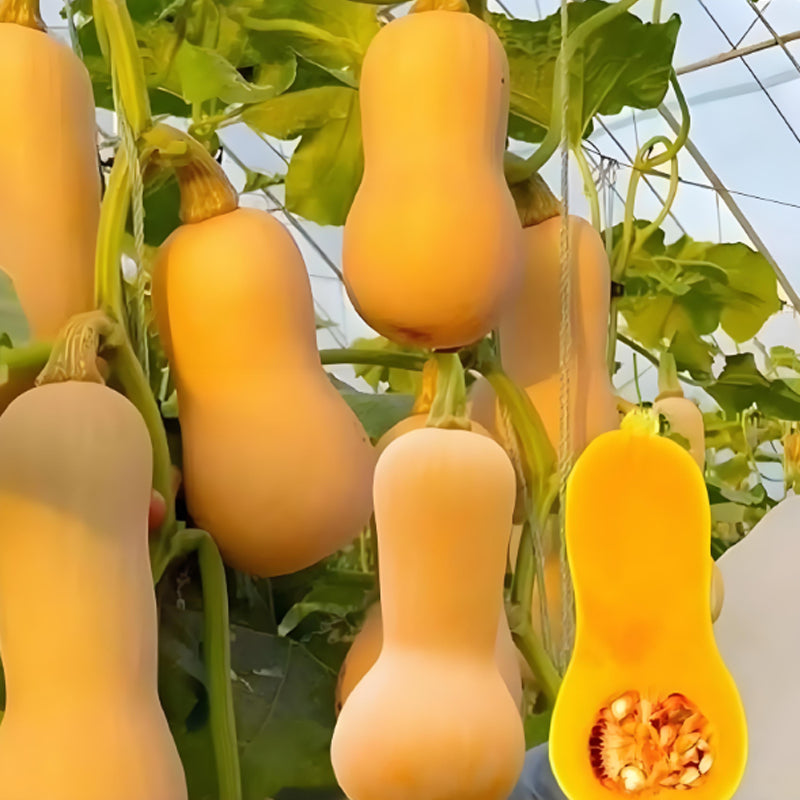 SWEET CREAM PUMPKIN SEEDS