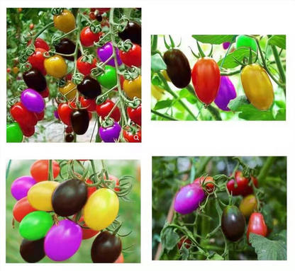 Colorful Cherry Tomatoes Seeds