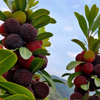 SEME DI MIRICA DOLCE