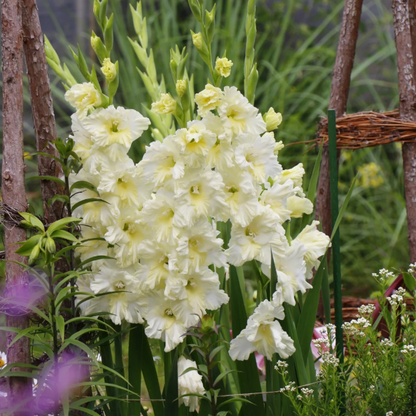 💐 Easy to Grow, Stunning to See — Gladiolus Bulbs