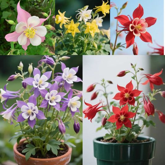 Columbine Flower Seeds