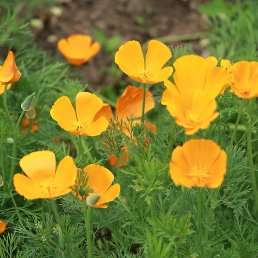 California Poppy 🌼 Wildflower Seeds Shaker Bag,Sunny Meadow Flower