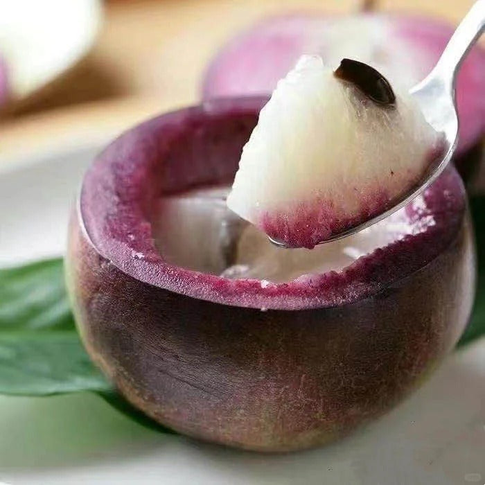 Milk Fruit Seeds-Star Apple-Chrysophyllum Cainito