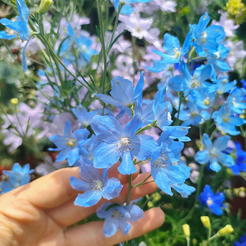 BUTTERFLY BUSH SEEDS