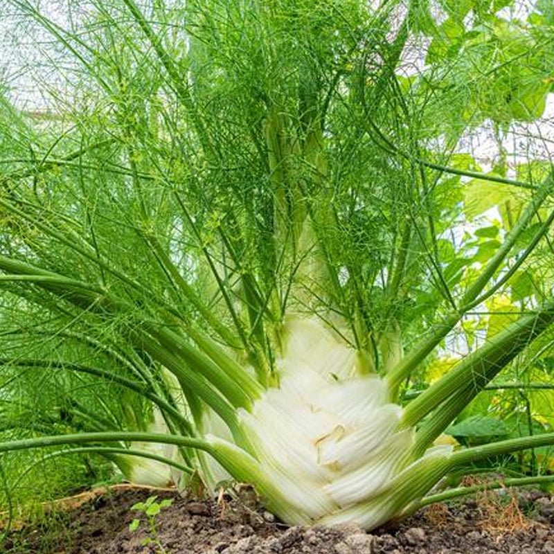Bulbing Fennel Seeds