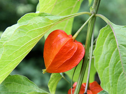 🎉65% OFF💥🔥Lantern Cherry Seeds🍓🍒Winter Ground Cherry-Strawberry Ground Cherry