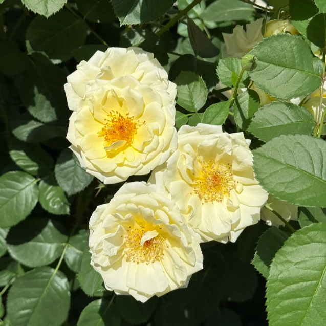 Cuteness overload! 🍳 The Fried Egg Rose seeds— the breakfast star of the flower world!