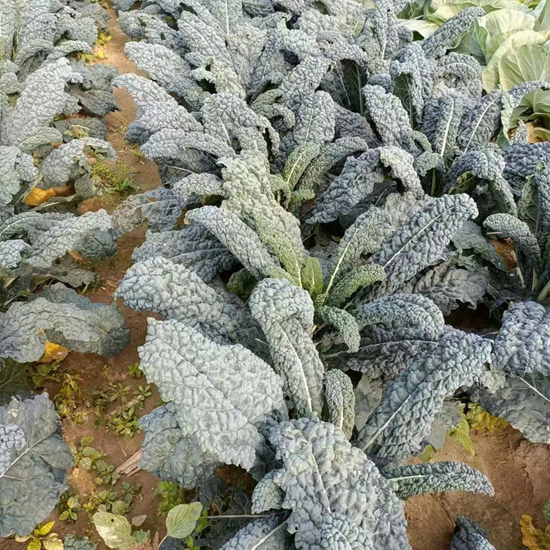 🌿FRIZZY-LEAF VEGETABLE SEEDS