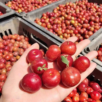 🍒DWARF CHERRY🌿PRUNUS HUMILIS SEEDS