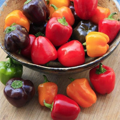 Pepper Mini Bell Chocolate Organic Seeds