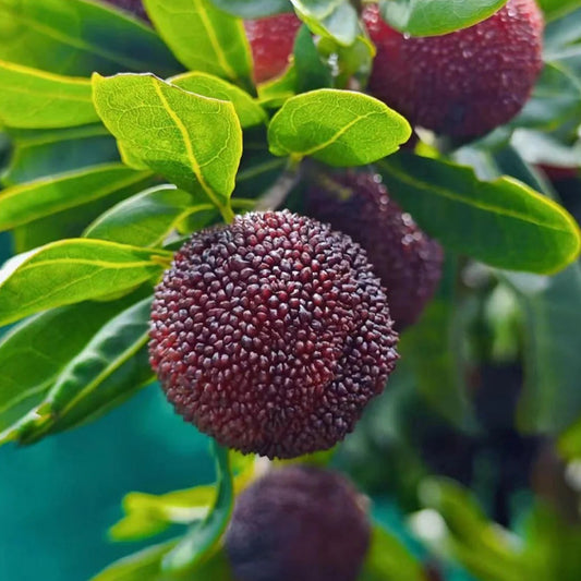 SEME DI MIRICA DOLCE