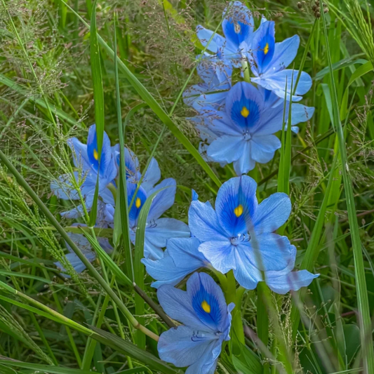 Blue-eyed Flower Lotus