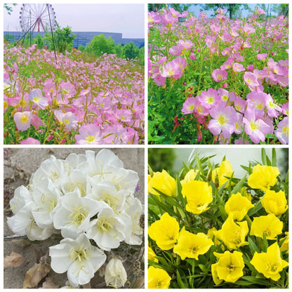EVENING PRIMROSE SEEDS