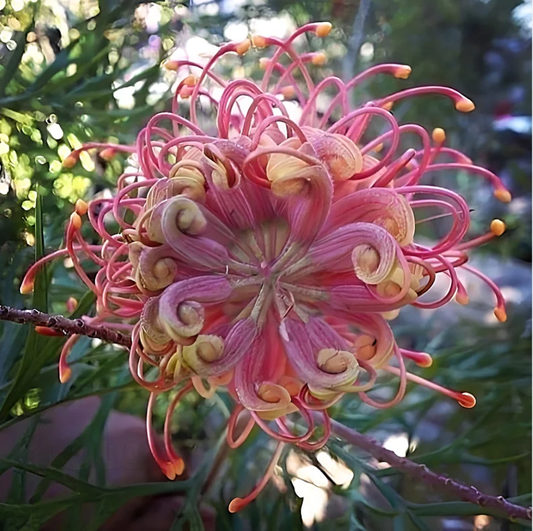 Grevillea banksii (Red Silky Oak) Seeds