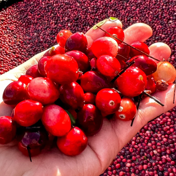 200 seeds(Free Shipping)