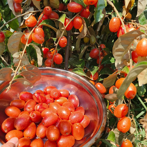 Che Fruit Seeds – Exotic and Nutritious