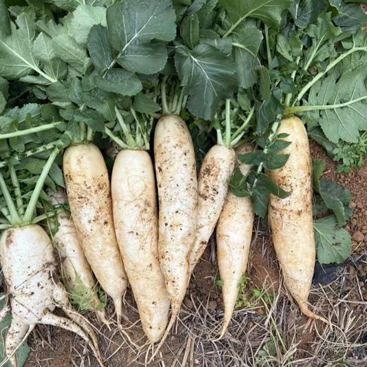 🥕Winter-Ready White Radish Seeds❄️ – Grow Fresh Veggies at Home