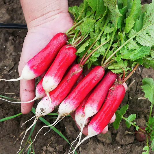 Thumb Fruit Radish Seeds
