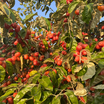 Che Fruit Seeds – Exotic and Nutritious