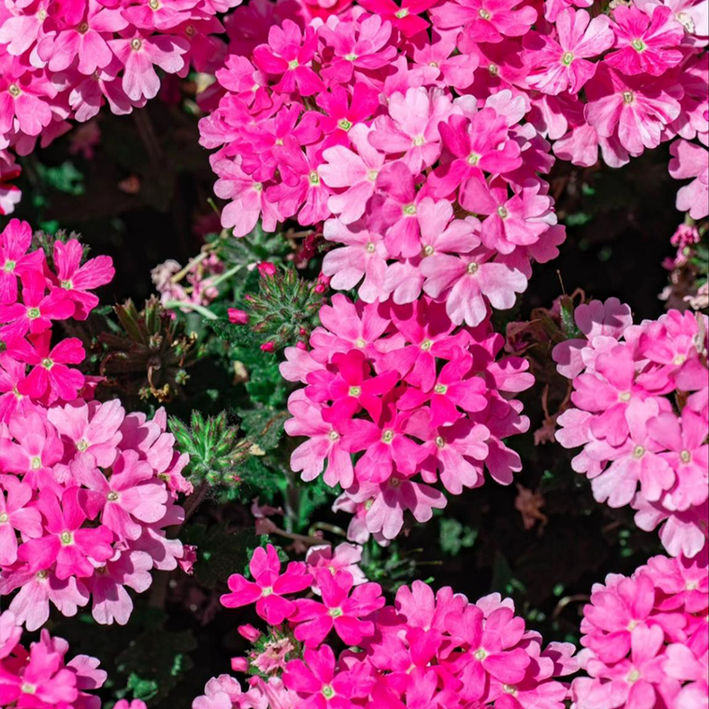 Potted flower seeds-Verbena seeds Four seasons sowing landscape flower sea potted flowers