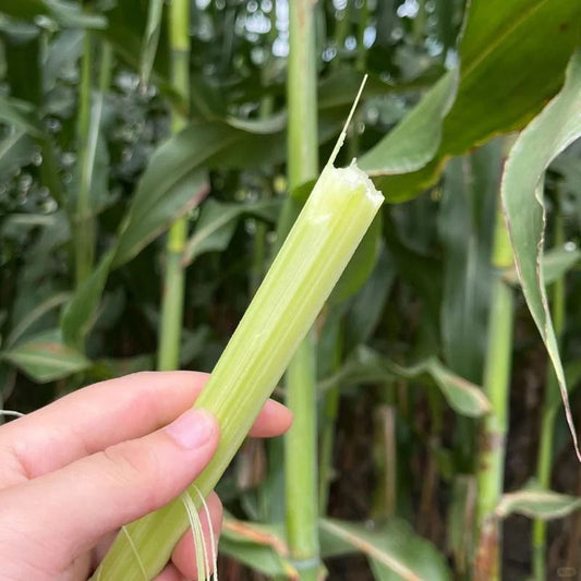 🌾SWEET CANE SEEDS🌿 Sugar-rich · Easy harvest