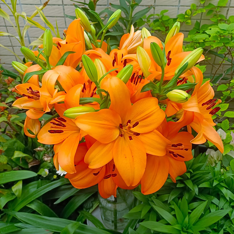 🌸Rare Lilies seeds