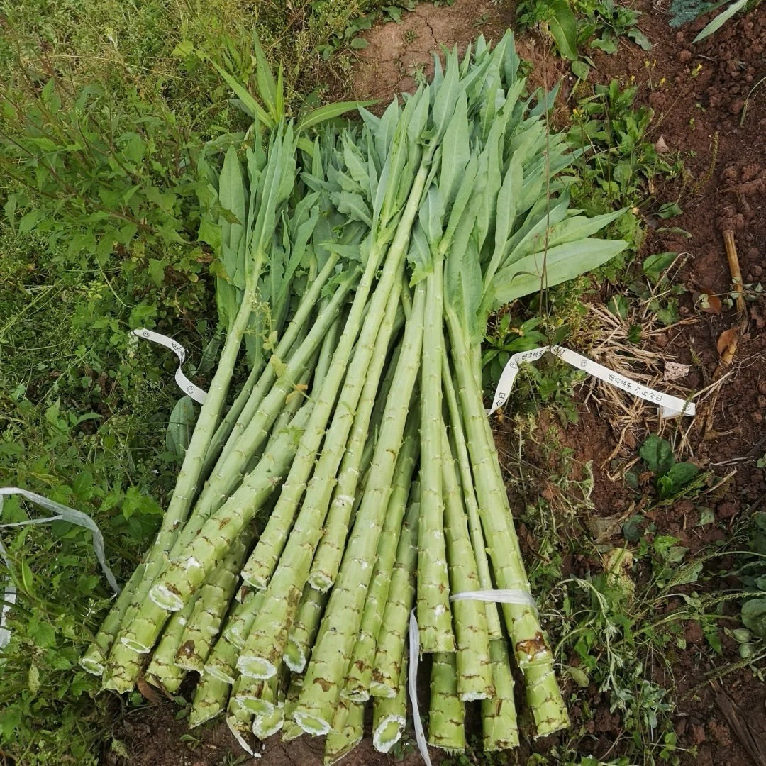 Imperial Vegetable 🌿Gong Cai seeds (Dried Celtuce Stem)