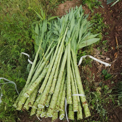 Imperial Vegetable 🌿Gong Cai seeds (Dried Celtuce Stem)