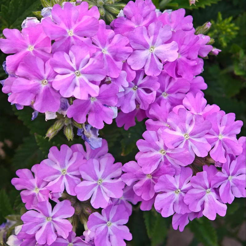 Potted flower seeds-Verbena seeds Four seasons sowing landscape flower sea potted flowers