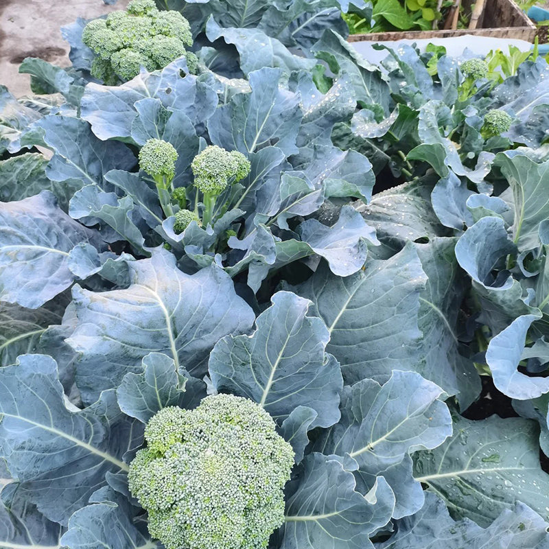 BROCCOLI RABE SEEDS