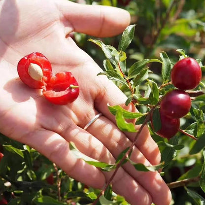 🍒DWARF CHERRY🌿PRUNUS HUMILIS SEEDS