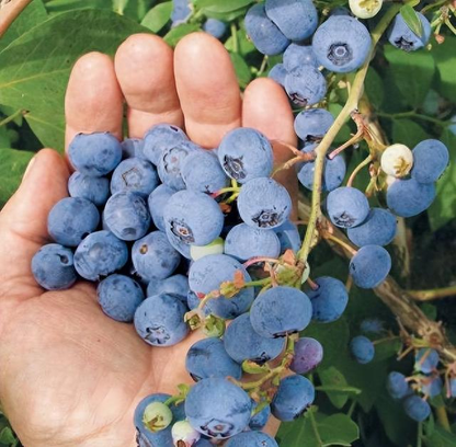 Sweet High BUSH Northern BLUEBERRY Heirloom NON-GMO USA SELLER!