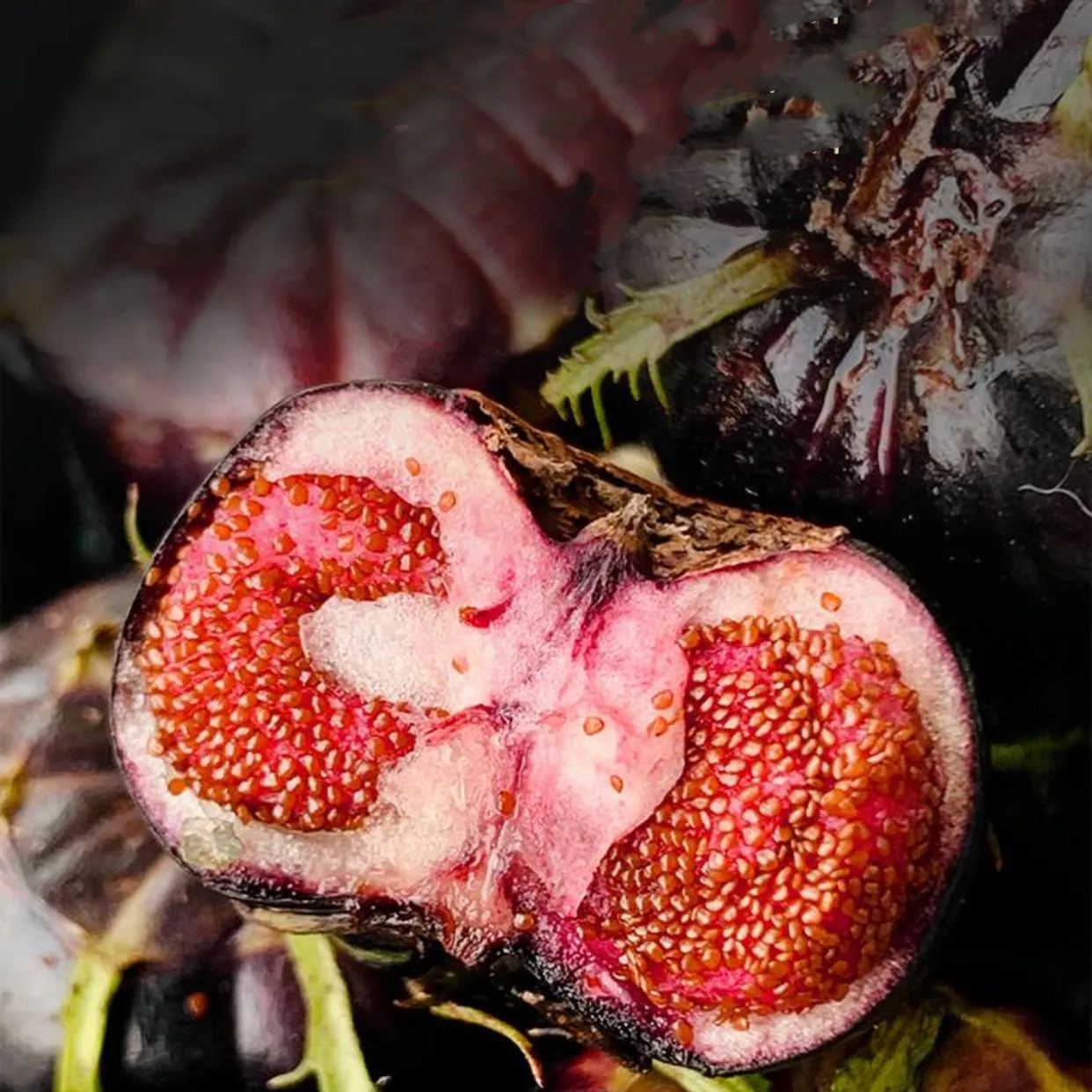 🎉Small Version Of Pumpkin🎃-Red Ginseng Seeds🍅