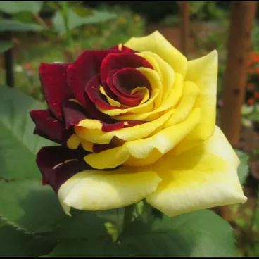 Rare Twin Red Yellow Rose - Seeds