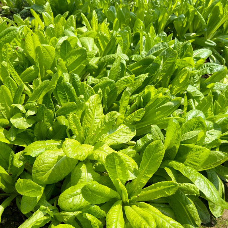 ROMAINE LETTUCE SEEDS