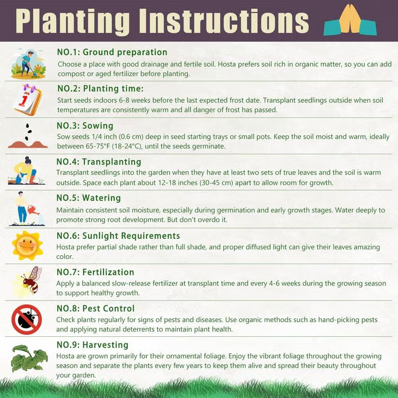 💰Special Offer [50% OFF] 🌿Rare Hosta Seeds