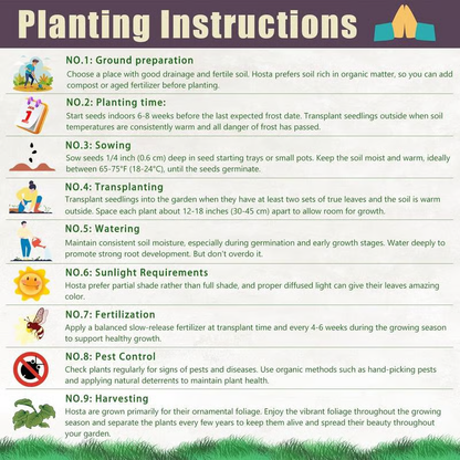 💰Special Offer [50% OFF] 🌿Rare Hosta Seeds