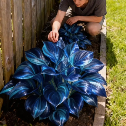 ⭐Sapphire Hosta Seeds – Rare Blue Foliage for Stunning Shade Gardens