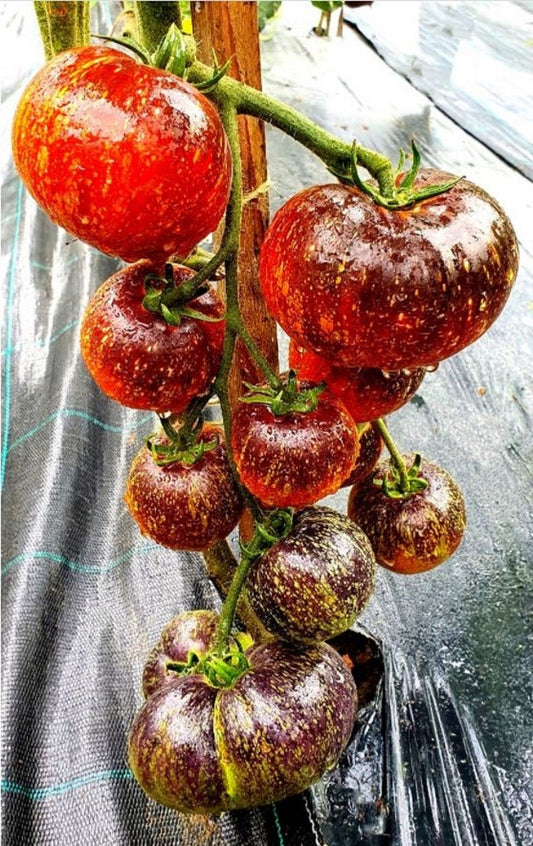 Dark Galaxy Tomato 50 Seeds